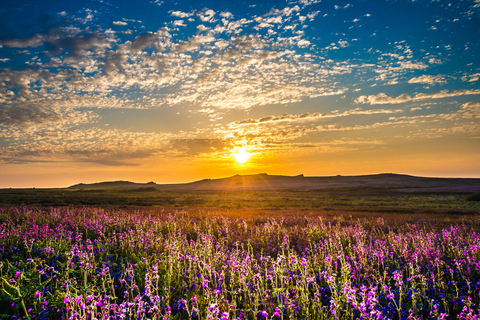 Sunset over field of Sea campion on Skomer Island. 