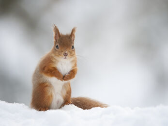 Red squirrel in snow