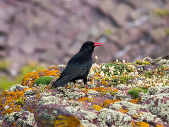 chough on cliff
