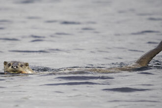 Otter swimming