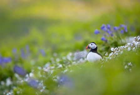 Puffin amongst flowers on Skomer Island. 