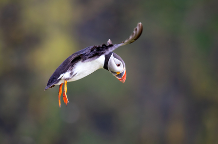 Puffin in flight.