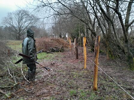 Volunteer Jan Langmead and new fence posts at Cae Eglwys