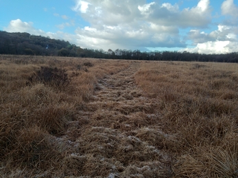 A boggy grassland at Cors Goch. 