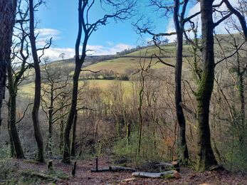 Looking out over a valley through beech woodland