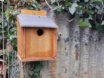 Bird box on a corregated iron wall surrounded by ivy