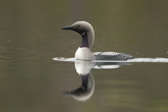 Black-throated Diver