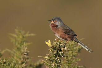 Dartford warbler