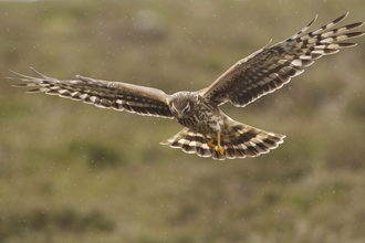 Female hen harrier