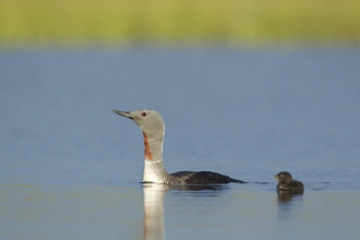 Red-throated Diver (summer-plumaged) and chick