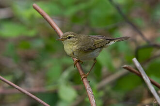 A willow warbler perched on a stem, looking into the distance