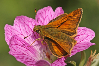 Large Skipper