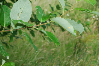 Goat Willow