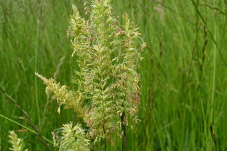 Crested Dog's-tail
