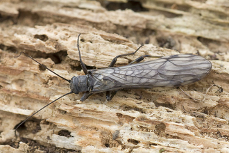 Common Medium Stonefly