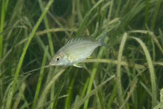 Black sea bream