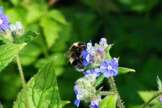 Heath bumblebee