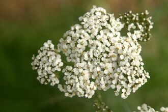 Yarrow