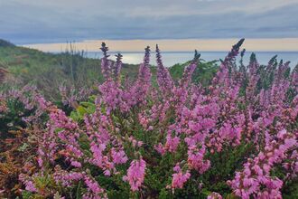 Pink heather on the coast. 