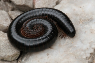 millipede coiled into a spiral