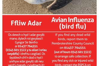 Avian Flu Poster