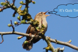 Wren in tree with speech bubble saying 'It's Quiz Time!'