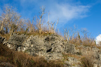 Grey rock face with trees growing on top. The sky is bright blue. 