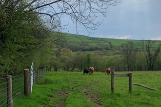 Cows grazing field.