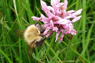 Common Carder Bee on Red Clover