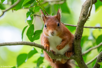 A red squirrel sat on a branch. 