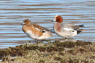 Pair of Widgeon by Llangorse Lake