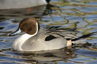 Pintail