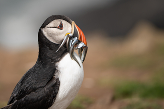 puffin with sand eels in its beak