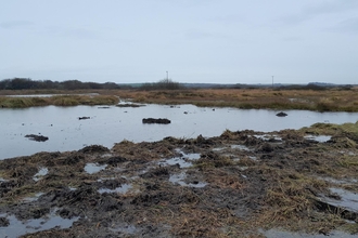 Dowrog Common Nature Reserve