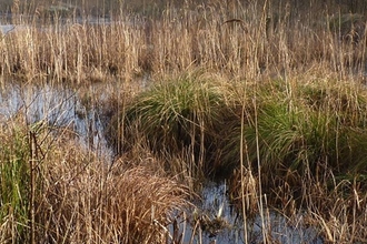 Board walk alongside bog