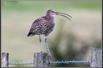 Curlew on fence post