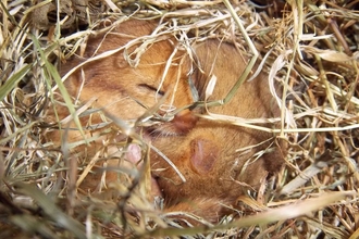 Sleeping Dormice