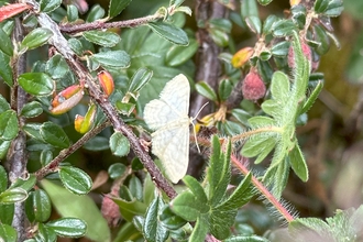 Image of pale moth with wings spread settled on plant foliage