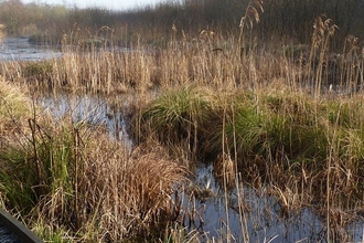 Board walk and bog with vegetation