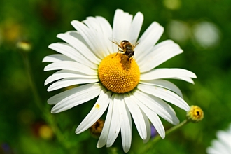 Oxeye Daisy flower head with a hoverfly on top