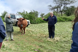People standing around cows at in a field.