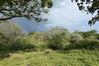 A woodland and clearing with a dark sky. 