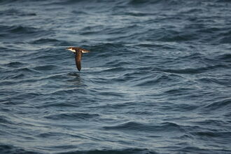 A Manx Shearwater flies low over the sea.