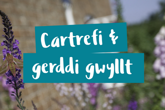 Cartrefi a gerddi gwyllt