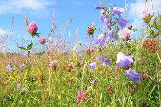 A colourful meadow with pink and purple flowers amongst grasses against a bright blue sky. 