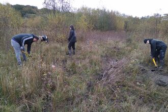 Three volunteers removing tree saplings using tree poppers on a nature reserve 