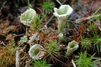 Pale green pixie cup lichen amongst moss
