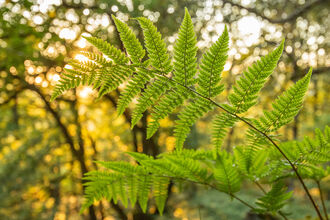 Bright green fern in golden hour light. 