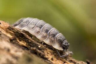 Common Shiny Woodlouse on dead wood