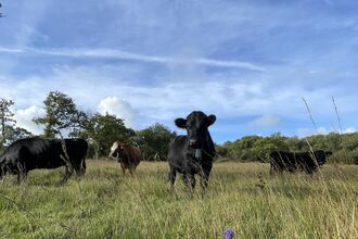 Cows grazing on grass on a sunny day